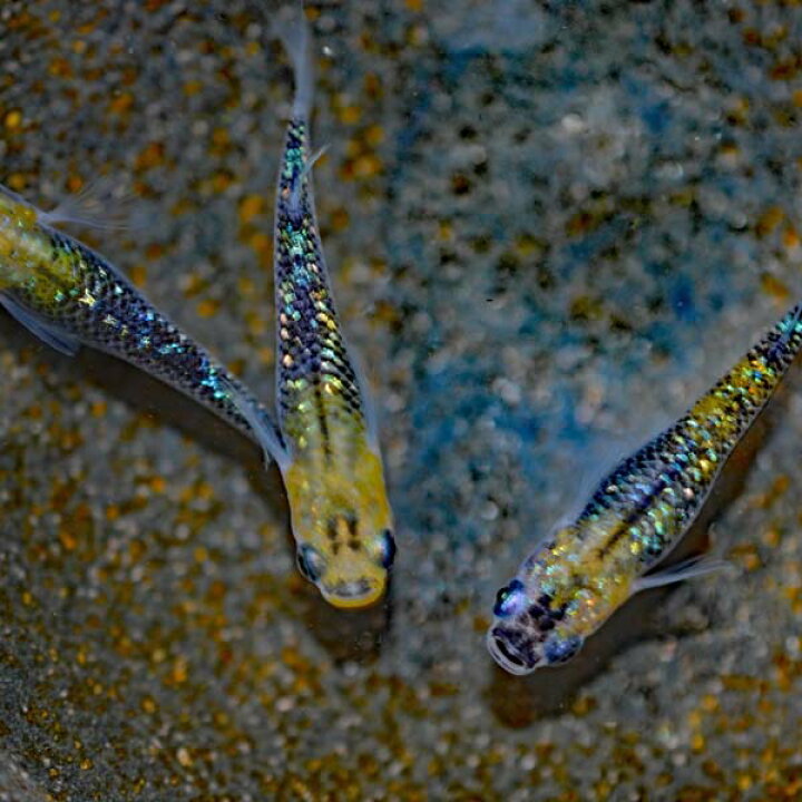 楽天市場】オーロラ黄ラメめだか 虹色ラメ 未選別 稚魚 SS〜Sサイズ 10 