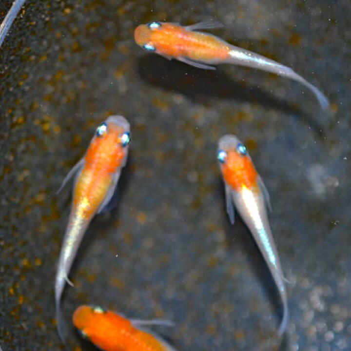 楽天市場 紅白みゆき 幹之 めだか 体外光 未選別 稚魚 Ss Sサイズ 10匹セット 紅白みゆき 幹之 メダカ めだか物語楽天市場店
