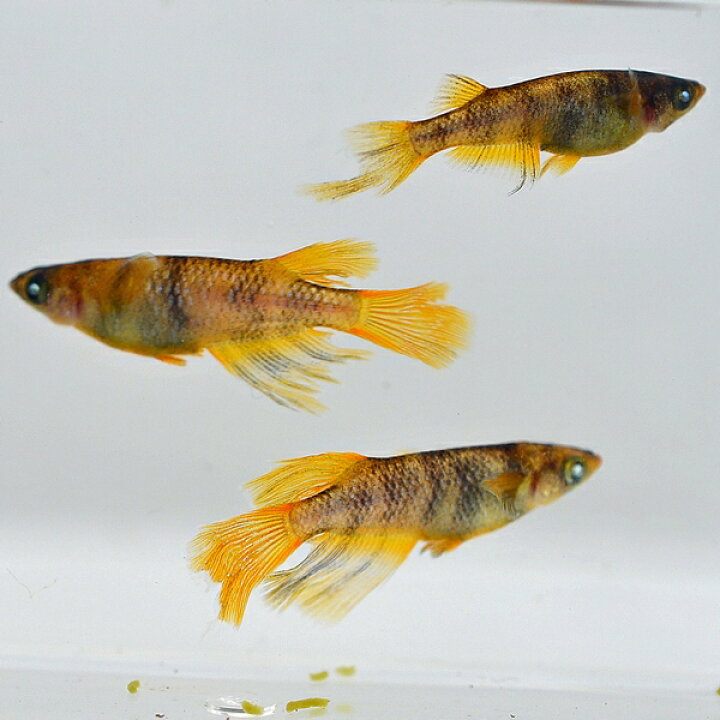 楽天市場】金閣めだか 未選別 稚魚 SS〜Sサイズ 10匹セット / 金閣 