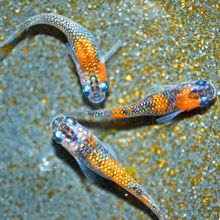 芸能人愛用 煌 きらめき 無選別30匹 A Www Cursosdedoula Com Br 芸能人愛用 煌 きらめき 無選別30匹 A Www Cursosdedoula Com Br