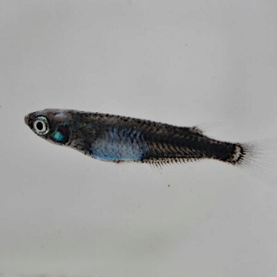 楽天市場 黒百式めだか 5匹セット 黒百式メダカ めだか物語楽天市場店