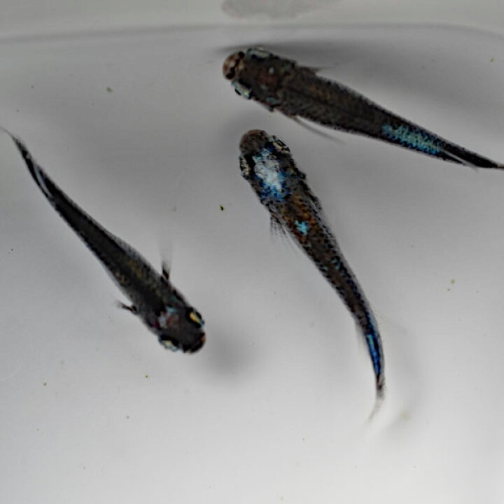 楽天市場 限定大特価 黒百式めだか 未選別 稚魚 Ss Sサイズ 10匹セット 黒百式メダカ めだか物語楽天市場店 楽天市場 限定大特価 黒百式めだか 未選別 稚魚 Ss Sサイズ 10匹セット 黒百式メダカ めだか物語楽天市場店