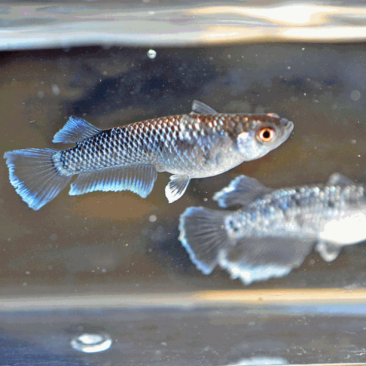 楽天市場】ミッドナイトフリルめだか ラメタイプ 未選別 稚魚 SS
