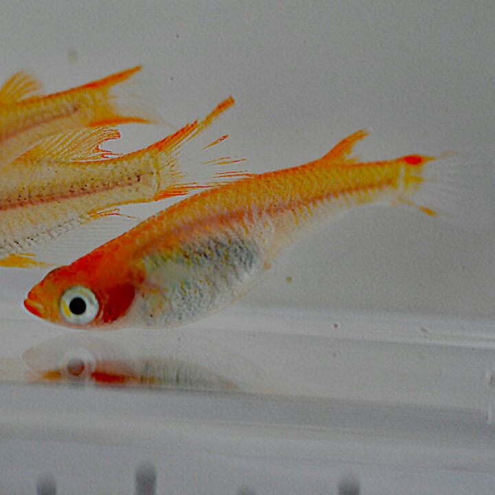 楽天市場 楊貴妃透明鱗めだか 10匹セット 楊貴妃透明鱗メダカ めだか物語楽天市場店