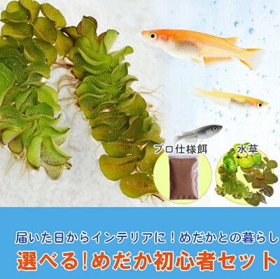 楽天市場 送料無料 選べる めだか 初心者セット メダカ10匹 水草 エサ付き 沖縄は別途送料必要 めだか物語楽天市場店