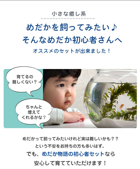 楽天市場 送料無料 選べる めだか 初心者セット メダカ10匹 水草 エサ付き 沖縄は別途送料必要 めだか物語楽天市場店