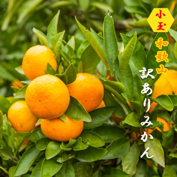 楽天市場】みかん 小玉(3S〜Sサイズ)10kg(箱込約10kg)和歌山県産 訳あり・ご家庭用 送料無料(東北・北海道・沖縄県除く)【同梱不可・配達日指定不可】 : めだか物語楽天市場店 楽天市場】みかん 小玉(3S〜Sサイズ)10kg(箱込約10kg)和歌山県産 訳あり・ご家庭用 送料無料(東北・北海道・沖縄県除く)【同梱不可・配達日指定不可】 : めだか物語楽天市場店