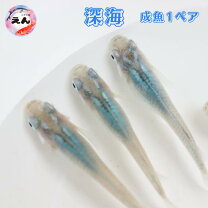 楽天市場】深海メダカの通販