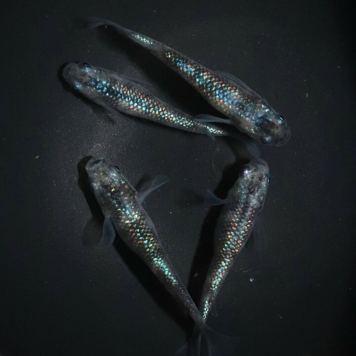 楽天市場】白斑サファイア1ペア 成魚 メダカ 改良メダカ 鑑賞魚 ラメ 
