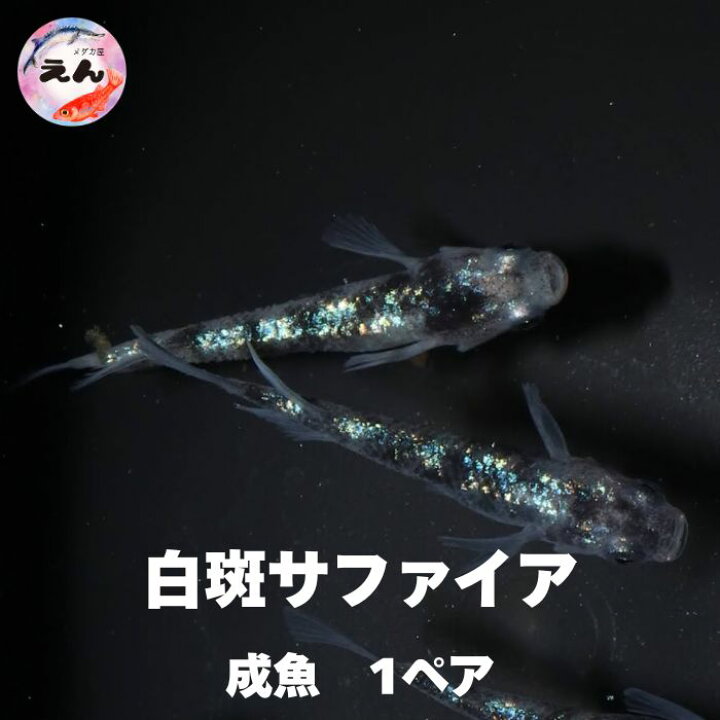 楽天市場】白斑サファイア1ペア 成魚 メダカ 改良メダカ 鑑賞魚 ラメ 