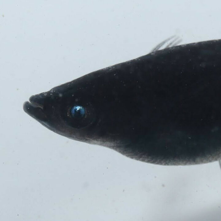 楽天市場】黒天幻龍1ペア 成魚 メダカ 改良メダカ 鑑賞魚 黒 青目 黄 