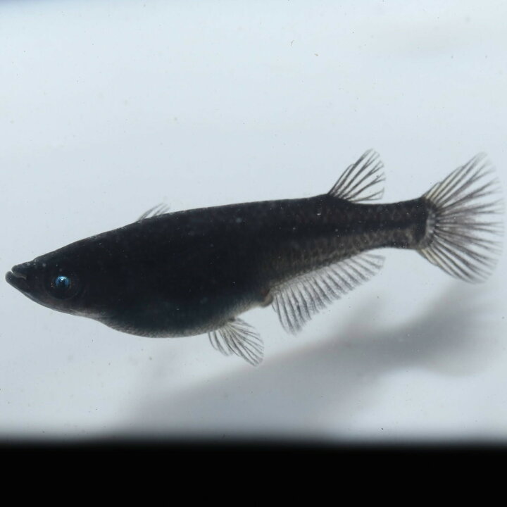 楽天市場】黒天幻龍1ペア 成魚 メダカ 改良メダカ 鑑賞魚 黒 青目 黄 