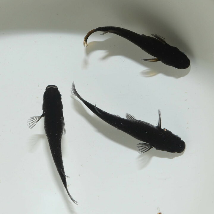 楽天市場】黒天幻龍1ペア 成魚 メダカ 改良メダカ 鑑賞魚 黒 青目 黄 
