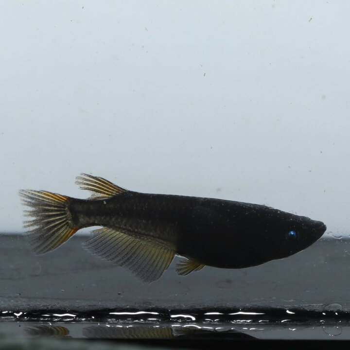 楽天市場】黒天幻龍1ペア 成魚 メダカ 改良メダカ 鑑賞魚 黒 青目 黄 