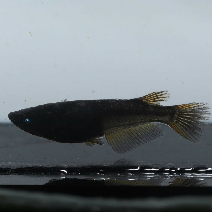 楽天市場】黒天幻龍1ペア 成魚 メダカ 改良メダカ 鑑賞魚 黒 青目 黄 