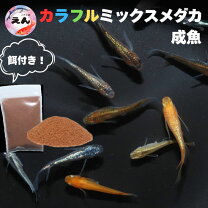 楽天市場】ミックス メダカ 送料無料の通販