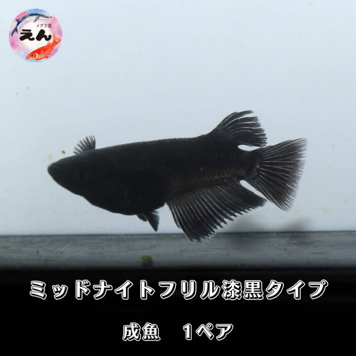楽天市場】ミッドナイトフリル漆黒1ペア 成魚 メダカ 改良メダカ 鑑賞 