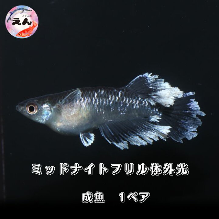 楽天市場】ミッドナイトフリル体外光 1ペア 成魚 メダカ 改良メダカ 