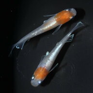 レッドクリフ紅白　1ペア 成魚 メダカ 改良メダカ 鑑賞魚　フサヒレ　キッシングワイドフィン