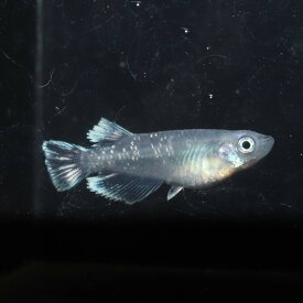 ブラックレーヴ　1ペア 成魚 メダカ 改良メダカ 鑑賞魚　フサヒレ　体外光