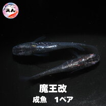 楽天市場】悪魔メダカの通販