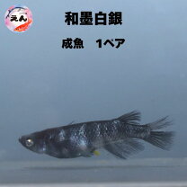楽天市場】和 メダカの通販