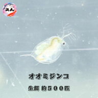 オオミジンコ 約500匹 生餌 メダカ水槽 金魚水槽 ミジンコ めだか 送料無料