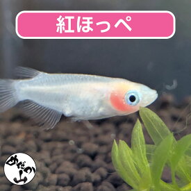 紅ほっぺ メダカ 紅ほっぺメダカ 白 成魚 稚魚 生体 販売 メダカ生体 メダカ販売 可愛い メダカ ペア 紅ホッペ 白色