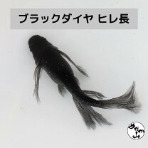 楽天市場】ヒレ 長 メダカ（熱帯魚・アクアリウム｜ペット・ペット 