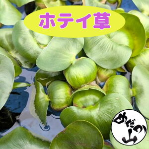 zeCAICizeCj3A5A10Zbg Y 