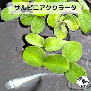 TrjANN[^ Y   TrjA NN[^