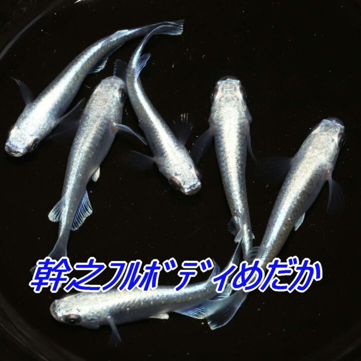 楽天市場】幹之フルボディ（みゆき）メダカの稚魚・10匹 メダカ 幹之 