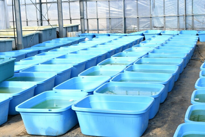 楽天市場 牡蠣殻チップ 100ｇ 5個 メダカ 水質 アルカリ性 金魚 幹之 楊貴妃 熱帯魚 観賞魚 水槽 ろ材 めだか屋 猫飯 楽天市場店