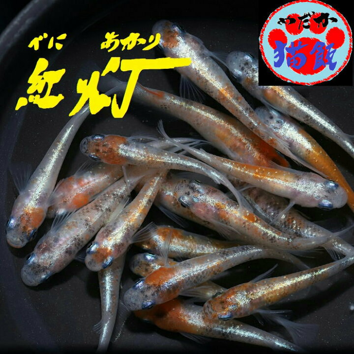 楽天市場 紅灯 べにあかり メダカの稚魚 10匹 メダカ 三色 体外光 朱赤 幹之 楊貴妃 ラメ 初心者 人気 めだか屋 猫飯 楽天市場店