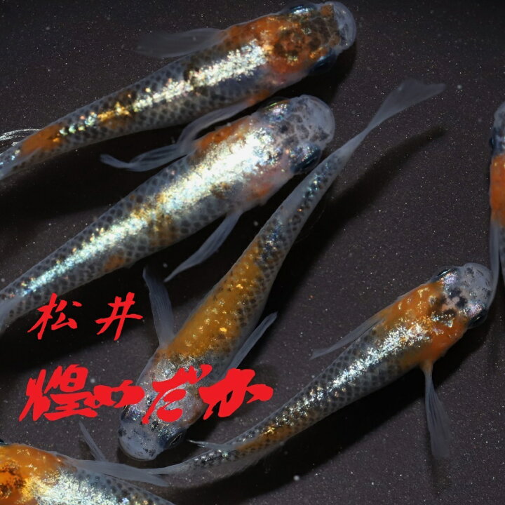 楽天市場 松井ヒレ長煌 まついひれながきらめき メダカの稚魚 10匹 メダカ 体外光 幹之 楊貴妃 人気 めだか屋 猫飯 楽天市場店