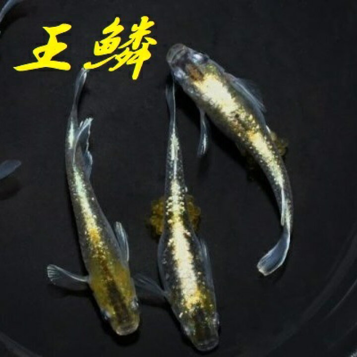 楽天市場 王鱗 おうりん メダカの稚魚 10匹 メダカ ラメ 体外光 幹之 楊貴妃 初心者 人気 猫飯 メダカ女子 めだか屋 猫飯 楽天市場店 楽天市場 王鱗 おうりん メダカの稚魚 10匹 メダカ ラメ 体外光 幹之 楊貴妃 初心者 人気 猫飯 メダカ女子 めだか屋 猫飯 楽天市場店