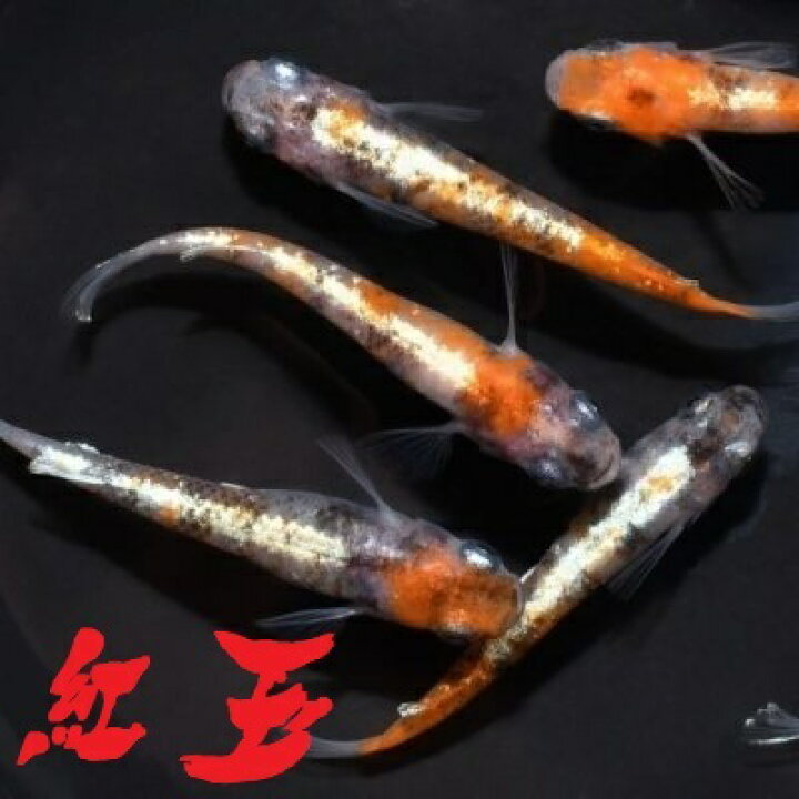 楽天市場 紅玉 こうぎょく メダカの稚魚 10匹 メダカ 体外光 三色 幹之 楊貴妃 初心者 人気 猫飯 メダカ女子 めだか屋 猫飯 楽天市場店