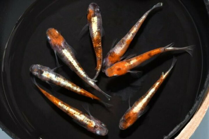 楽天市場】紅玉（こうぎょく）メダカの稚魚・10匹 メダカ 体外光 三色 