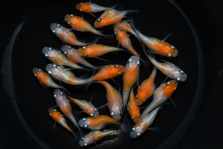 楽天市場 小町 こまち ダルマメダカの稚魚 10匹 メダカ 体外光 三色 幹之 楊貴妃 初心者 人気 猫飯 メダカ女子 紅白 ブランド めだか屋 猫飯 楽天市場店