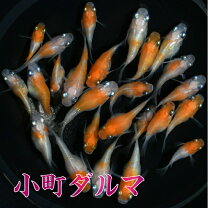 楽天市場】メダカ小町の通販