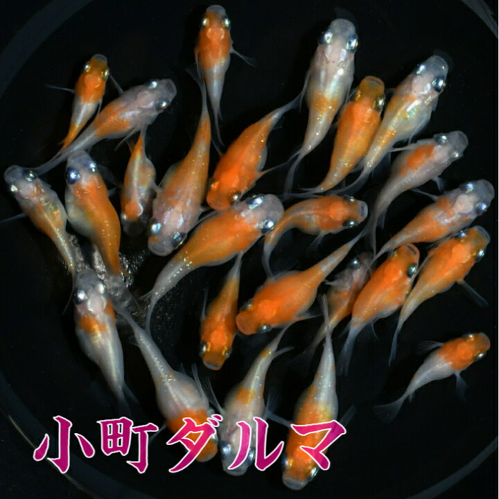 楽天市場 小町 こまち ダルマメダカの稚魚 10匹 メダカ 体外光 三色 幹之 楊貴妃 初心者 人気 猫飯 メダカ女子 紅白 ブランド めだか屋 猫飯 楽天市場店
