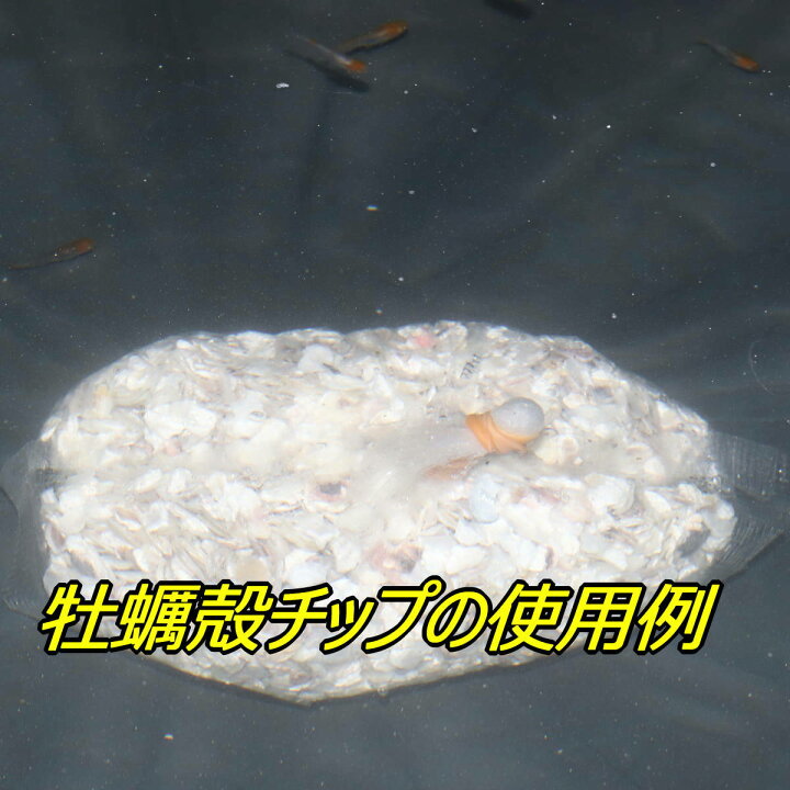 楽天市場 牡蠣殻チップ10kg メダカ 水質 アルカリ性 金魚 幹之 楊貴妃 熱帯魚 観賞魚 水槽 ろ材 めだか屋 猫飯 楽天市場店