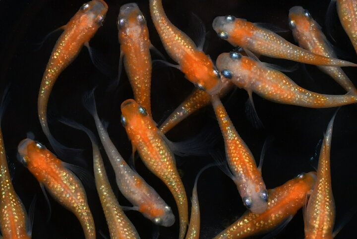 楽天市場】王華（おうか）メダカの稚魚・10匹 メダカ 紅白 ラメ 幹之 