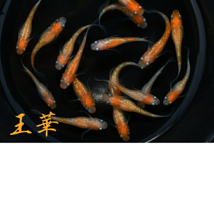 楽天市場】王華（おうか）メダカの稚魚・10匹 メダカ 紅白 ラメ 幹之 