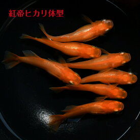 紅帝ヒカリ体型（こうていひかりたいけい）メダカの稚魚・10匹 メダカ 朱赤 幹之 楊貴妃