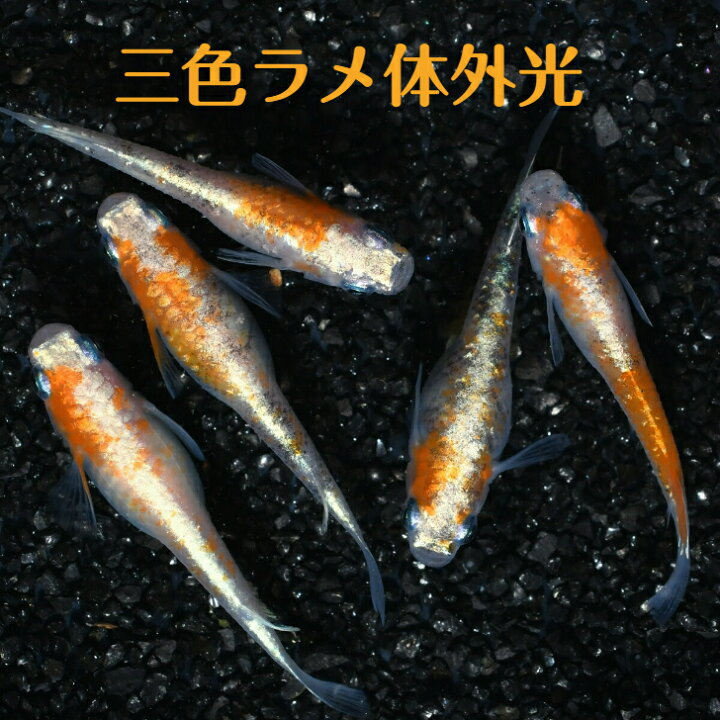 楽天市場】三色ラメ体外光（さんしょくらめたいがいこう）メダカの稚魚 