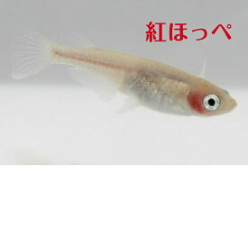 紅ほっぺ（べにほっぺ）メダカの稚魚・10匹 メダカ 幹之 楊貴妃 猫飯