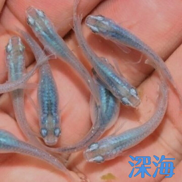 楽天市場】深海（しんかい）メダカの稚魚・10匹 メダカ 幹之 楊貴妃 猫 