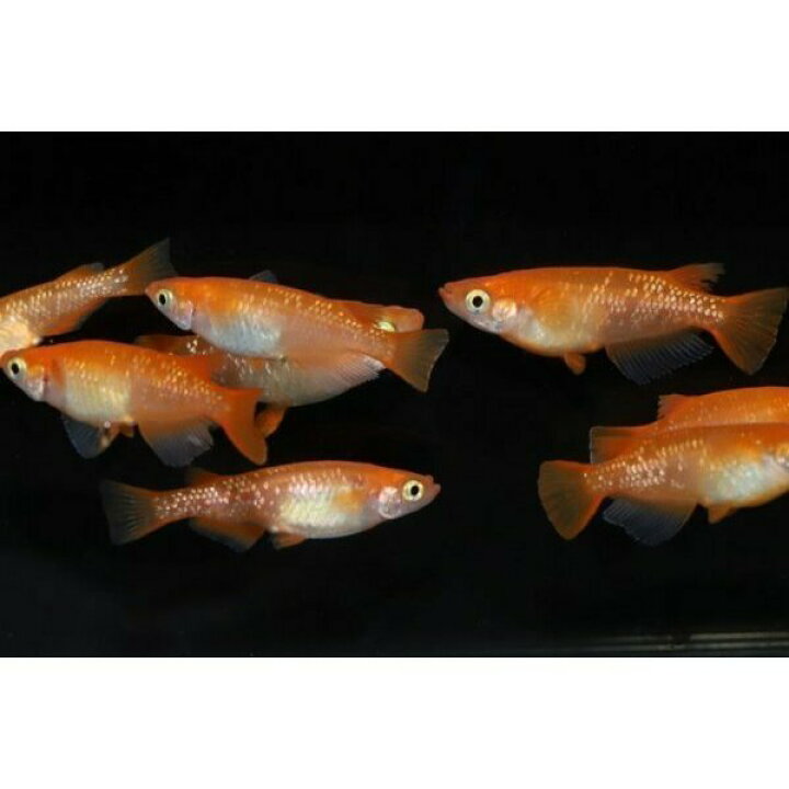 楽天市場】紅帝ラメ（こうていらめ）メダカの稚魚・10匹 メダカ 朱赤 