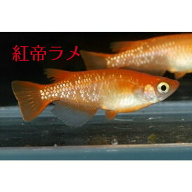 紅帝ラメ（こうていらめ）メダカの稚魚・10匹 メダカ 朱赤 幹之 楊貴妃